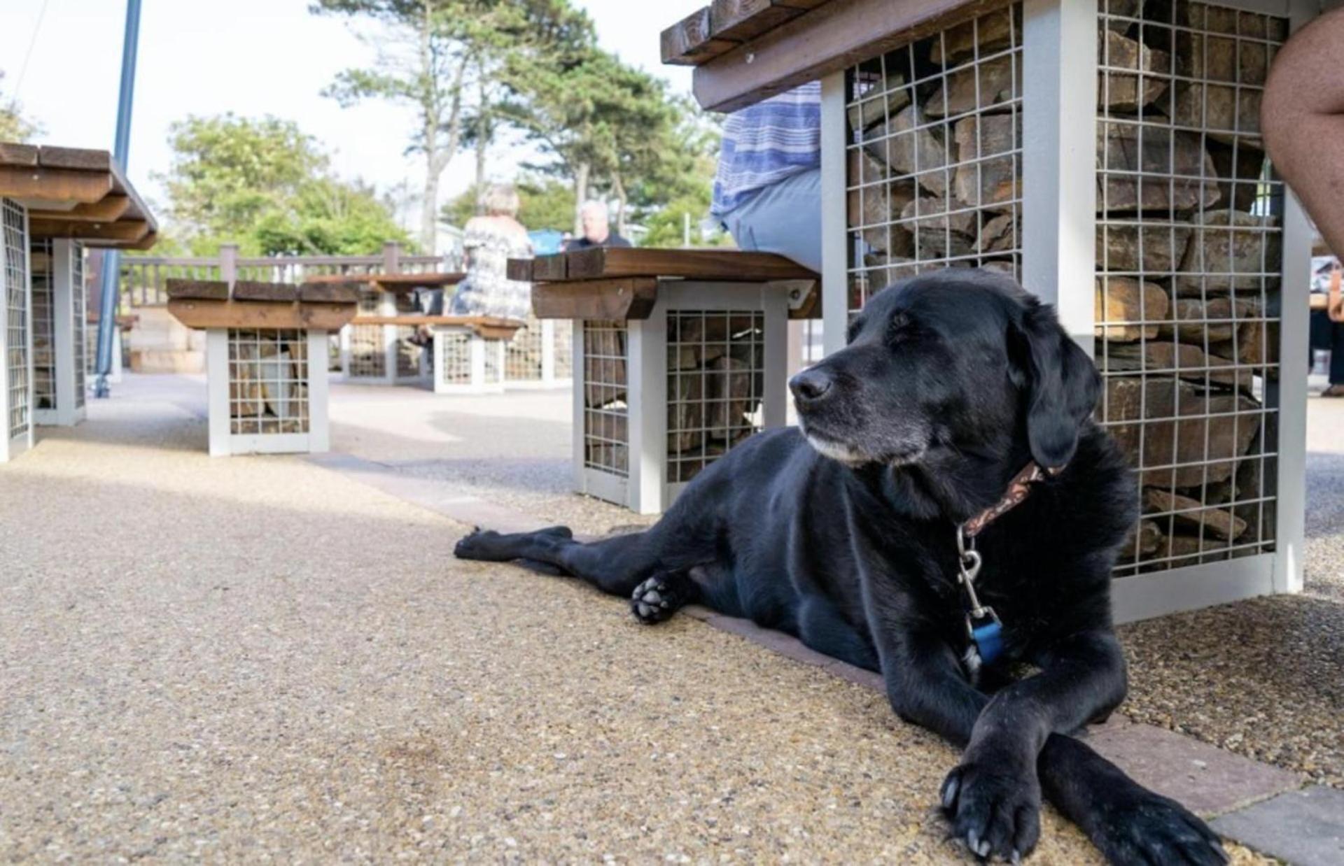 Newquay Bay Resort Sandy Toes - Pet Friendly Exterior foto